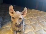 Bocephus - Sphynx Cat For Sale - Lubbock, TX, US