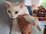 Po'Boy - Devon Rex Cat For Sale - Stanford, MT, US