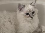 Wonky - Ragdoll Cat For Adoption - Kearneysville, WV, US