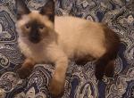Sammy - Siamese Kitten For Sale - West Plains, MO, US