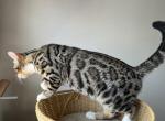 Special price Bengal Male Kitten 1 - Bengal Cat For Sale - Beach Park, IL, US