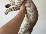 Snow Lynx Bengal Female Kitten - Bengal Kitten For Sale - Beach Park, IL, US