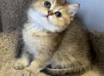 Luna - British Shorthair Kitten For Sale - Renton, WA, US