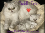 Breeder Excellent mother Petit Size - Persian Cat For Sale/Service - Tampa, FL, US