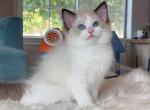 Seal Bicolor Girl cutie - Ragdoll Cat For Sale - Fontana, CA, US