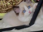 Seal bicolor Girl88 - Ragdoll Cat For Sale - Fontana, CA, US