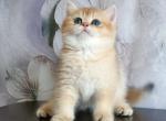 Emma - British Shorthair Cat For Sale - Fairfax, VA, US