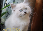 Golden Wheat nicknamed Wheatheart - Ragdoll Cat For Sale - 