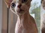 M - Devon Rex Cat For Sale - Philadelphia, PA, US