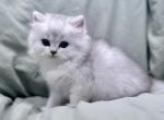 Cricket - British Shorthair Cat For Sale - San Francisco, CA, US