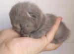 New Litter British Shorthair Babies - British Shorthair Kitten For Sale - 