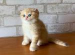 Garfield golden shaded ny11 scottish fold baby boy - Scottish Fold Cat For Sale - CA, US