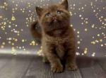 Vasil beautiful chocolate british shorthair boy - British Shorthair Cat For Sale - CA, US