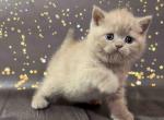 Veronica chunky british shorthair girl lilac color - British Shorthair Cat For Sale - CA, US