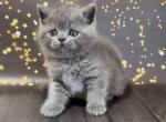 Vinchester blue solid british shorthair baby boy - British Shorthair Cat For Sale - CA, US