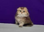 Bambi scottish fold longhair gorgeous little girl - Scottish Fold Cat For Sale - CA, US