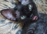 Crocus - Devon Rex Cat For Sale - Montreal, Quebec, CA