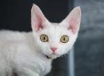 Xana - Devon Rex Cat For Sale - Montreal, Quebec, CA