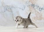 Harley blue silver tabby scottish fold baby girl - Scottish Fold Cat For Sale - Dallas, TX, US