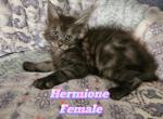 Hermione Harry Potter Litter - Maine Coon Cat For Sale - Kingman, AZ, US