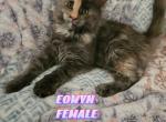 Eowyn - Maine Coon Cat For Sale - Kingman, AZ, US