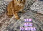 Sam - Maine Coon Cat For Sale - Kingman, AZ, US