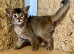 Gerda - Somali Cat For Sale - Odesa, Odessa Oblast, UA