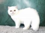 Snowball - Exotic Kitten For Sale - San Jose, CA, US