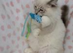 Ritz - Ragdoll Cat For Sale - Phoenix, AZ, US