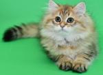 Ulik 2 - Scottish Straight Cat For Sale - Los Angeles, CA, US