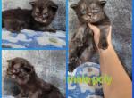 Poly male - Maine Coon Cat For Sale - Monroe, MI, US