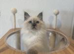 Yellow Collar Girl - Siberian Kitten For Sale - Rosenberg, TX, US