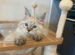 Siberian Blue Collar Boy - Siberian Cat For Sale - Rosenberg, TX, US