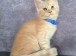 Harry - Maine Coon Cat For Sale - Staten Island, NY, US