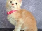 Harley - Maine Coon Cat For Sale - Staten Island, NY, US