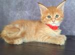 Hazel - Maine Coon Cat For Sale - Staten Island, NY, US