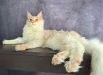 Ewan - Maine Coon Cat For Sale - Staten Island, NY, US