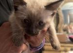 Male Siamese kittens - Siamese Kitten For Sale - Louisville, KY, US
