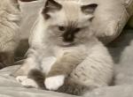 Kitten ready August 1 Sealpoint mitted - Ragdoll Cat For Sale - Mount Joy, PA, US