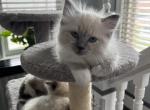 Bluepoint mitted ready August 1 - Ragdoll Cat For Sale - Mount Joy, PA, US