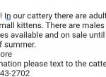 Summer sale - Siberian Kitten For Sale - New York, NY, US