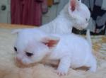 White One and Two - Devon Rex Cat For Sale - Stanford, MT, US