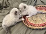 Rosie's Ragdoll Himalayan Persian Cross Kittens - Ragdoll Kitten For Sale - Ojai, CA, US