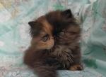 Hana - Persian Cat For Sale - Hollywood, FL, US