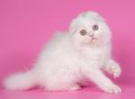 Timberlake - Scottish Fold Cat For Sale - Hollywood, FL, US