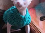 Diana - Sphynx Cat For Sale - Norwalk, CT, US