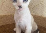 Norris - Devon Rex Cat For Sale - Miami, FL, US