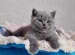 Don - British Shorthair Kitten For Sale - Miami, FL, US