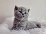 Doris - British Shorthair Cat For Sale - Miami, FL, US