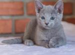 Nelson - Russian Blue Cat For Sale - Miami, FL, US